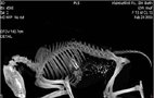 Wolf illegaly shot in Germany