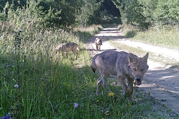First wolf reproduction in Austria since 19th century