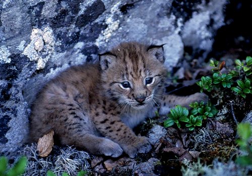 Siberian Lynx Baby