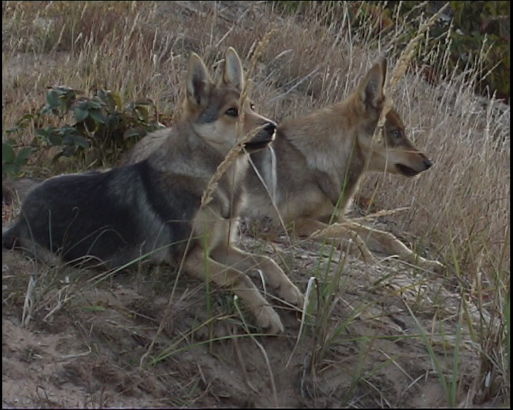 what does coyotes will hybridize dogs