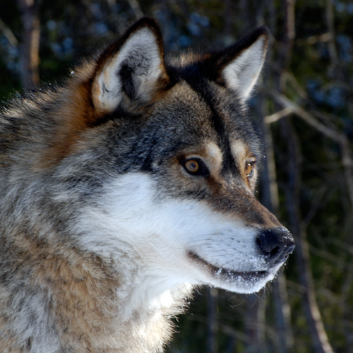 Wolf. Photo J. Linnell