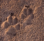 Wolf tracks, Saxony, Germany 