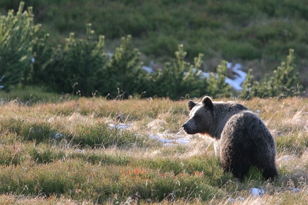 140 years after extinction: can bears return to Bialowieza?