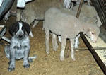 Spanish mastif, Livestock guarding dog, Spain 