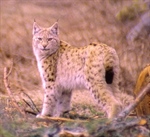 Eurasian lynx, Hedmark County, Norway