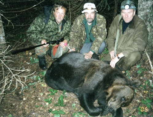 Drugged brown bear, Estonia