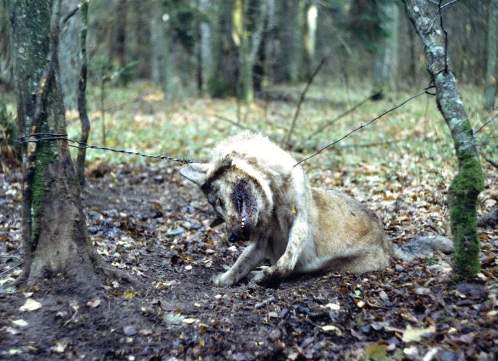 Wolf in poacher's snare, Bialowieza, Poland 