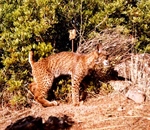 Iberian lynx, Sierra Morena, Spain