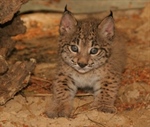 Iberian lynx kitten, El Acebuche captive breeding center, Spain 
