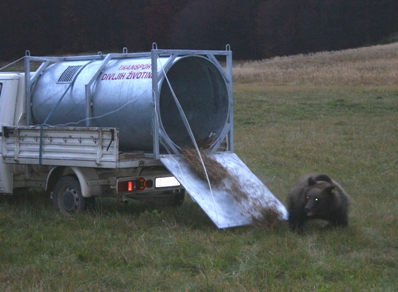 Brown bear translocated to eastern Serbia 