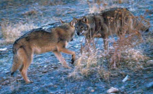 Two Turkish wolves