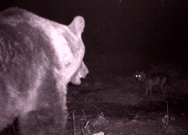 Bear and wolf stand-off