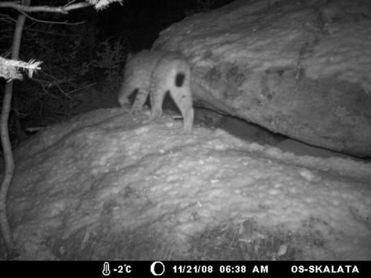 First picture of a lynx in Bulgaria