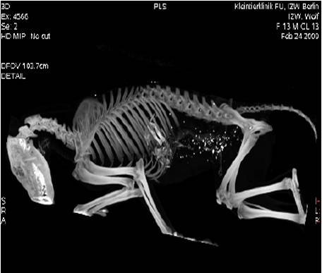 Wolf illegaly shot in Germany