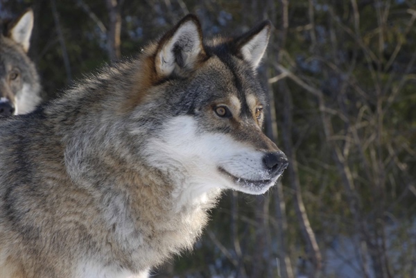 The symbolic wolf: Competing visions of the European landscapes