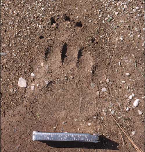 Brown bear track, Pindos Mountains, Greece