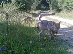 First wolf reproduction in Austria since 19th century