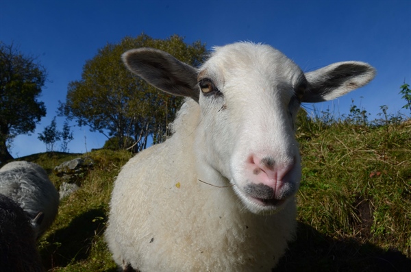 A new overview of the eternal conflict between carnivores and livestock