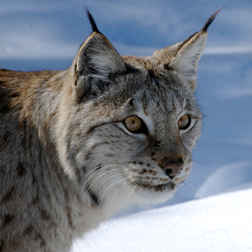 Lynx. Photo J. Linnell
