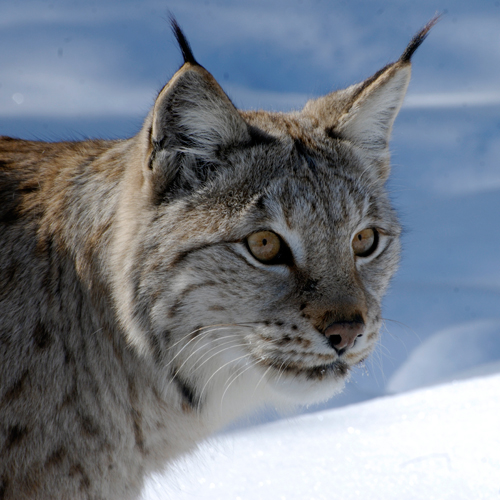 Le lynx - euradio — Animons l'Europe !